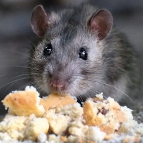 Ratte, die ein Brötchen frisst