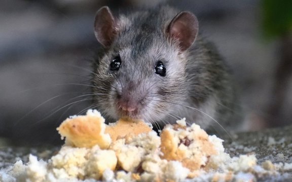 Ratte, die ein Brötchen frisst
